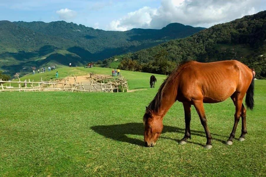 Stud Ruibal - Finca Ecuestre - 1